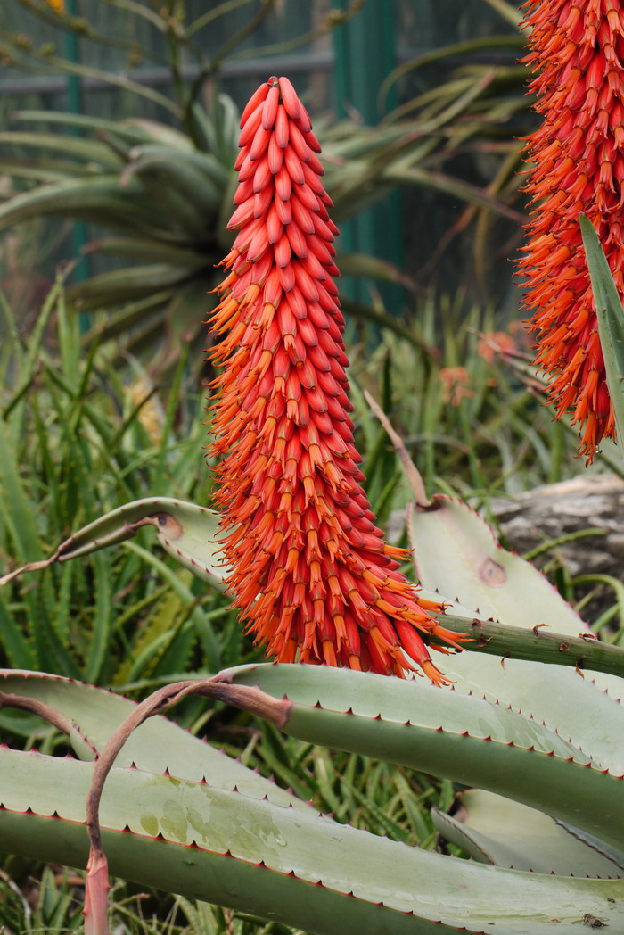 多刺芦荟Aloe ferox 多刺芦荟Aloe ferox