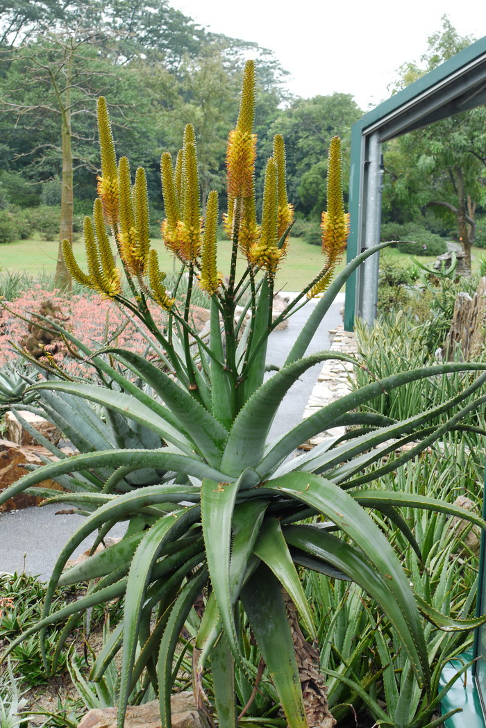 多刺芦荟Aloe ferox