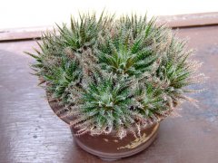 琉璃姬孔雀Aloe haworthioides