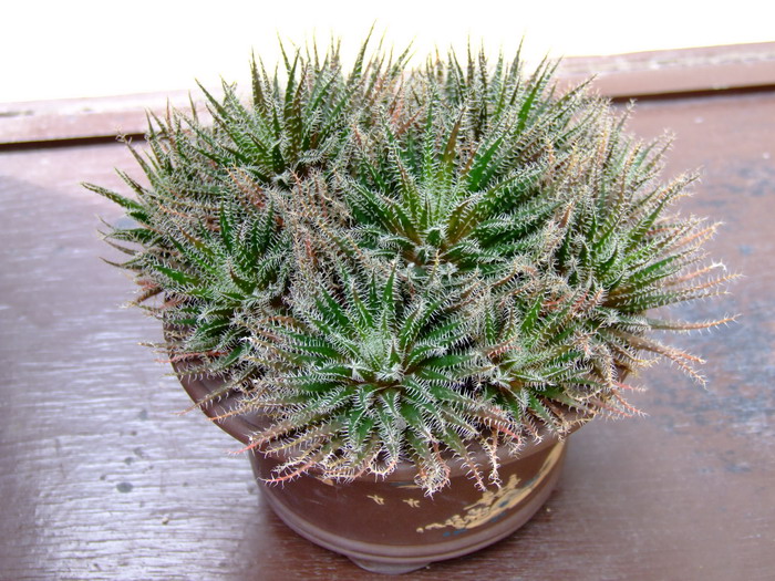 琉璃姬孔雀Aloe haworthioides 琉璃姬孔雀Aloe haworthioides