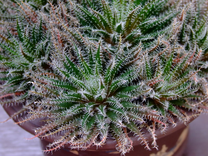 琉璃姬孔雀Aloe haworthioides 琉璃姬孔雀Aloe haworthioides