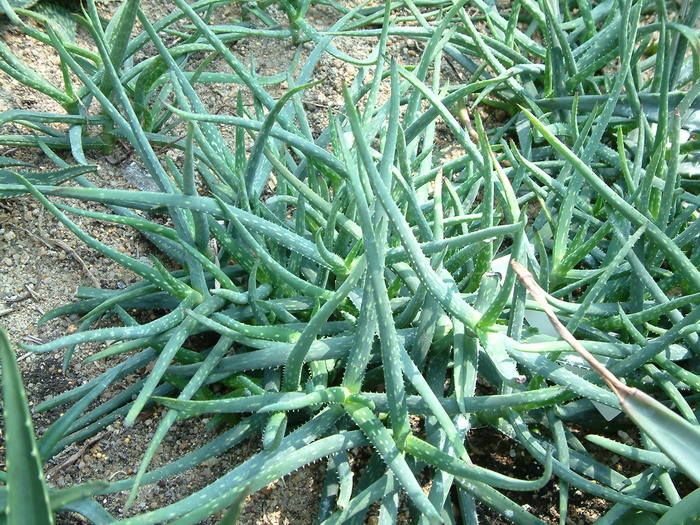 杰克逊芦荟Aloe jacksonii