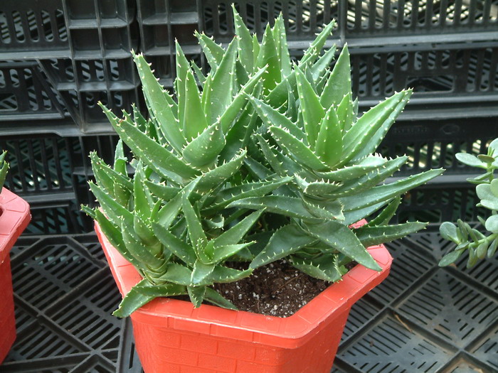 不夜城芦荟Aloe perfoliata