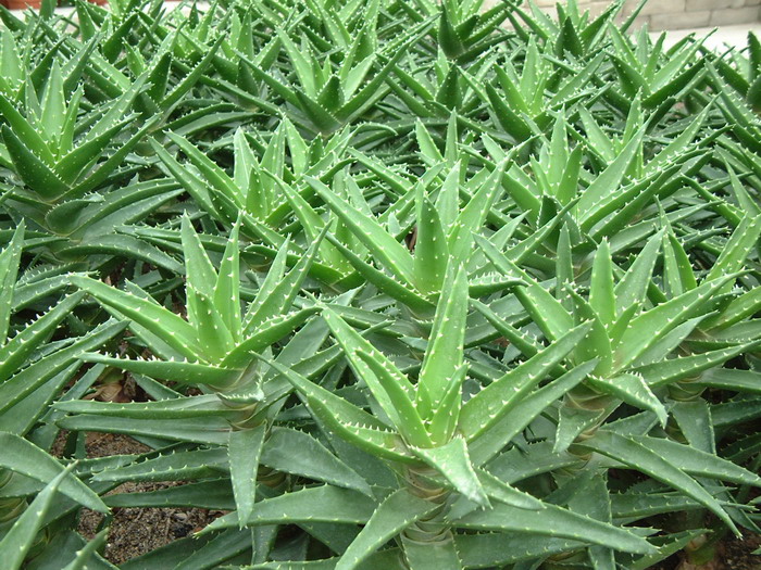 不夜城芦荟Aloe perfoliata