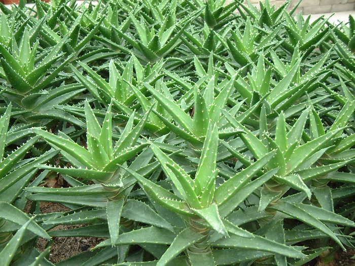 不夜城芦荟Aloe perfoliata 不夜城芦荟Aloe perfoliata