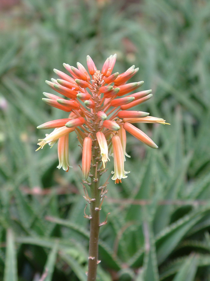 不夜城芦荟Aloe perfoliata