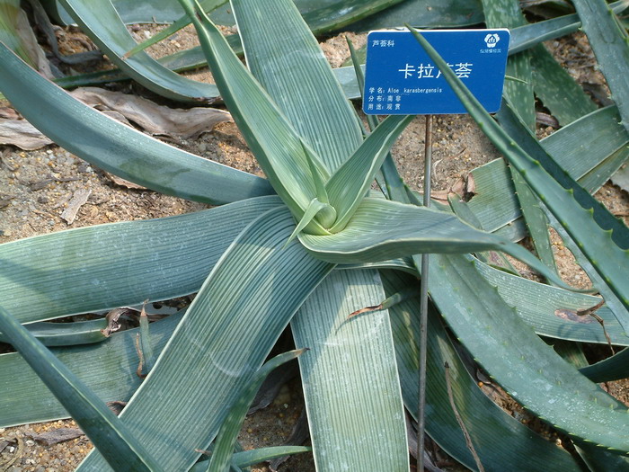 卡拉芦荟Aloe striata subsp. karasbergensis