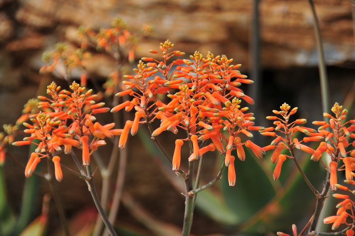 银芳锦芦荟Aloe striata