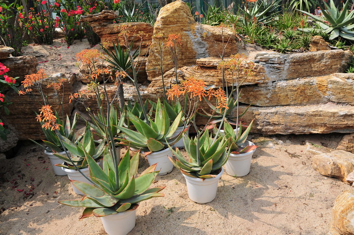 银芳锦芦荟Aloe striata 银芳锦芦荟Aloe striata