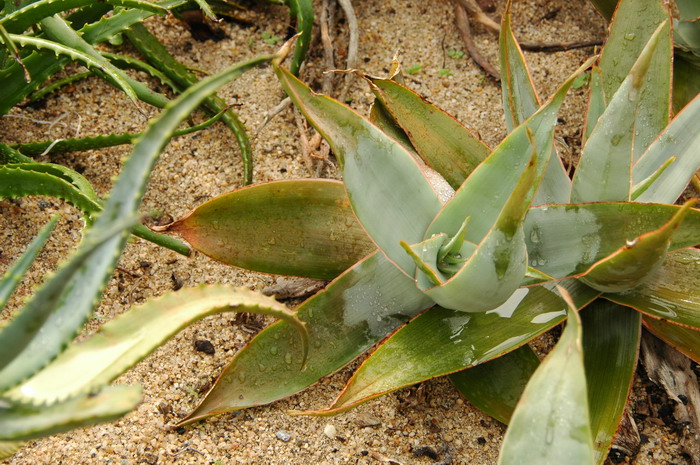 银芳锦芦荟Aloe striata