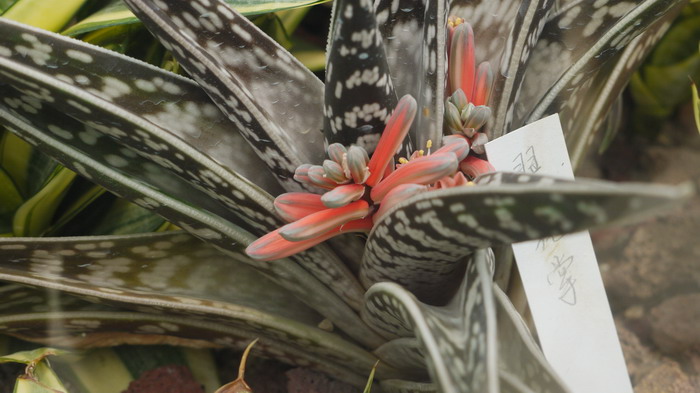 翠花掌Aloe variegata