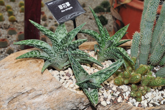 翠花掌Aloe variegata 翠花掌Aloe variegata