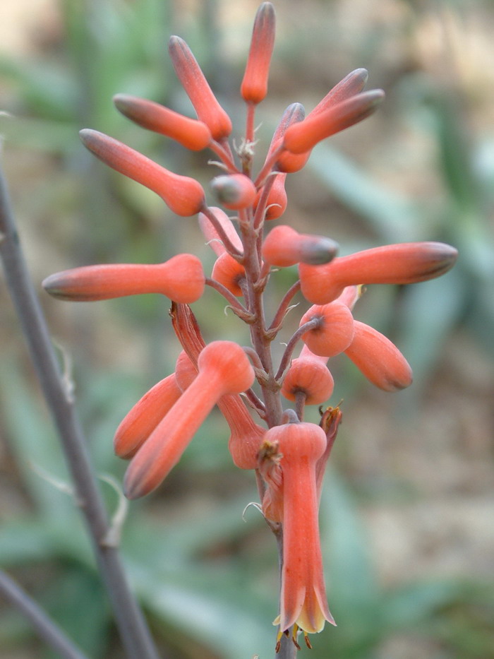 芦荟Aloe vera var. chinensis 芦荟Aloe vera var. chinensis