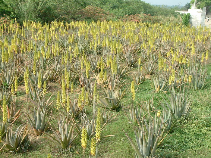 库拉索芦荟Aloe vera