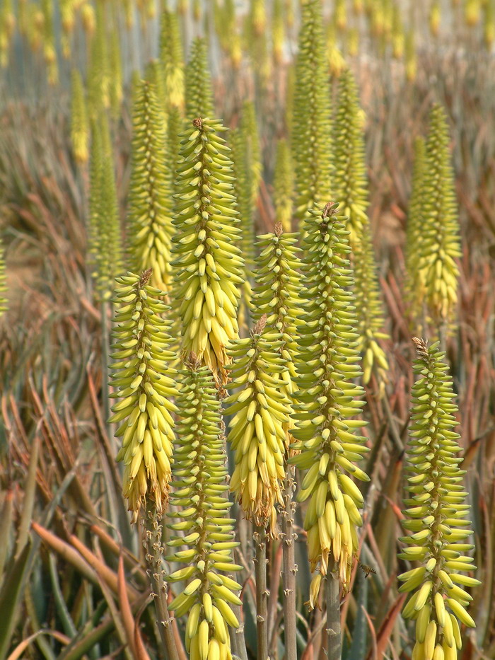 库拉索芦荟Aloe vera