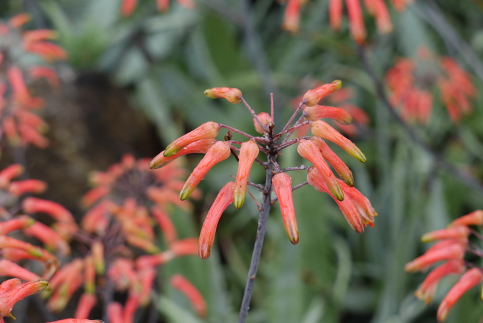 异色芦荟Aloe versicolor 异色芦荟Aloe versicolor