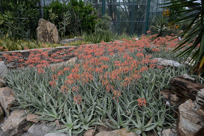 异色芦荟Aloe versicolor 异色芦荟Aloe versicolor