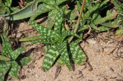 斑马芦荟Aloe zebrina