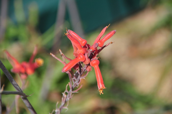 斑马芦荟Aloe zebrina