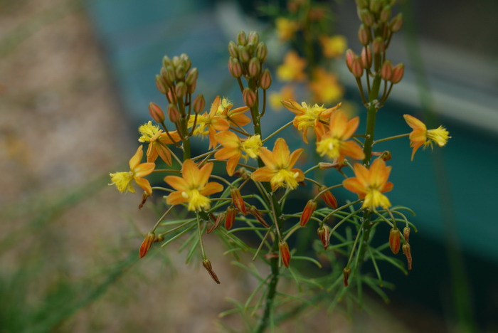 鳞芹Bulbine frutescens 鳞芹Bulbine frutescens