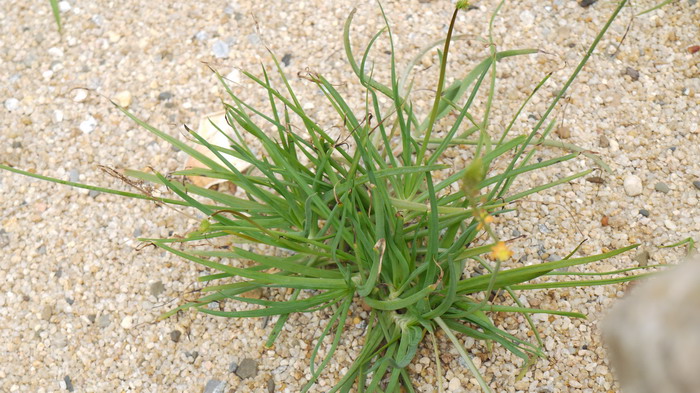 鳞芹Bulbine frutescens 鳞芹Bulbine frutescens