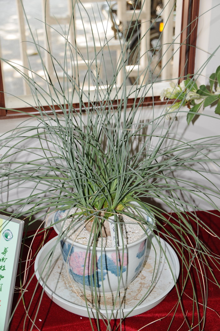 胡克酒瓶Calibanus hookeri 胡克酒瓶Calibanus hookeri