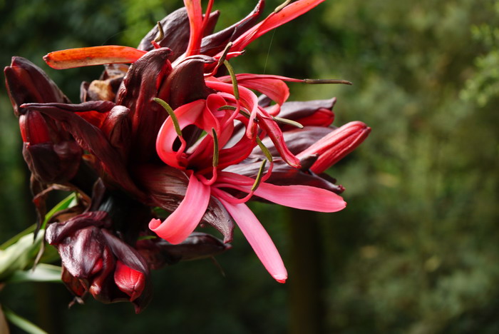 悉尼火百合Doryanthes excelsa