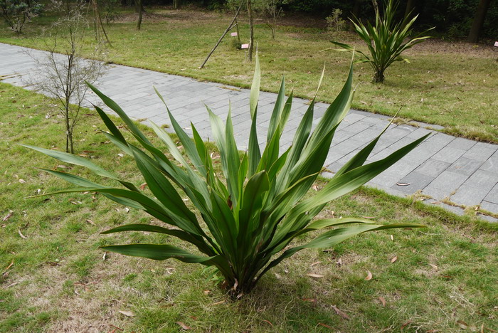 悉尼火百合Doryanthes excelsa 悉尼火百合Doryanthes excelsa