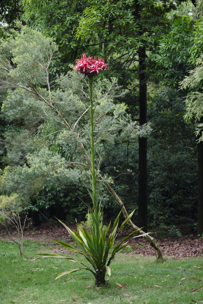 悉尼火百合Doryanthes excelsa 悉尼火百合Doryanthes excelsa