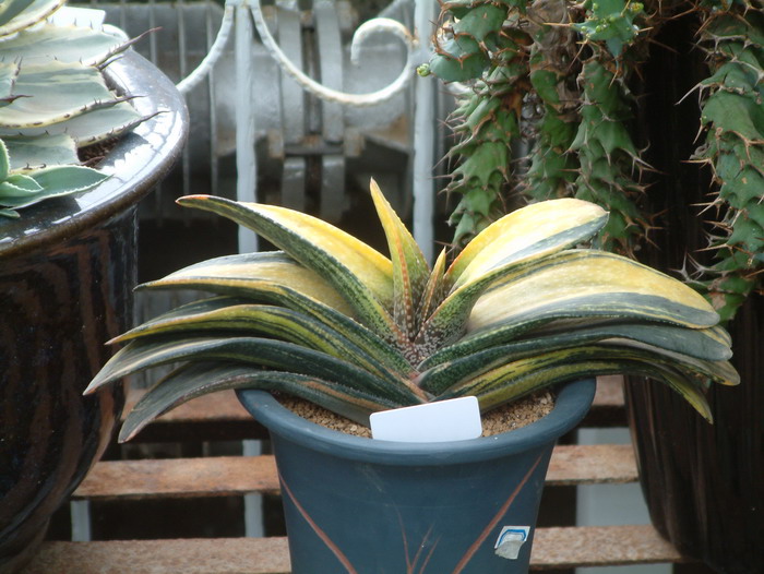 卧牛锦Gasteria armstrongii f.variegata