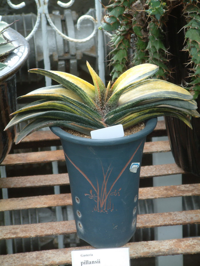 卧牛锦Gasteria armstrongii f.variegata