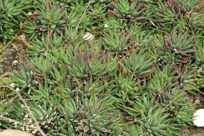 条纹十二卷Haworthia fasciata