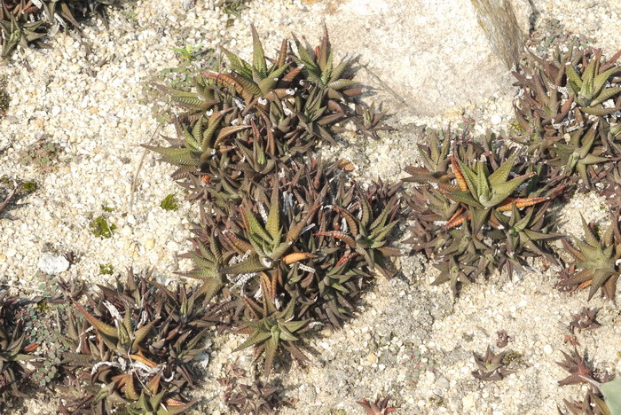 条纹十二卷Haworthia fasciata