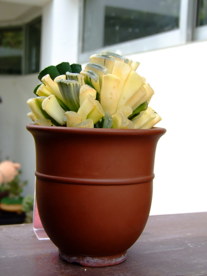 玉扇锦Haworthia truncata 'Major' 玉扇锦Haworthia truncata 'Major'