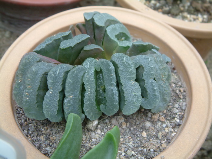 玉扇Haworthia truncata