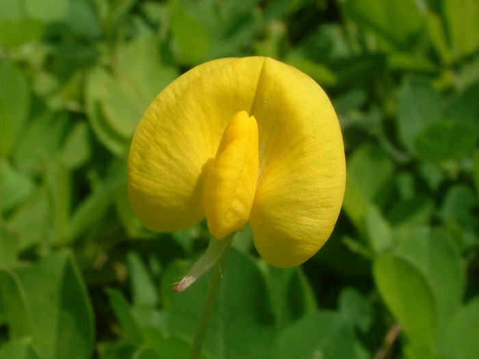 蔓花生Arachis duranensis 蔓花生Arachis duranensis