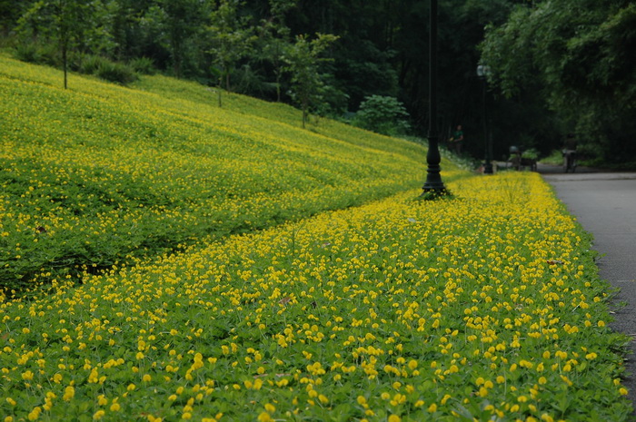蔓花生Arachis duranensis 蔓花生Arachis duranensis