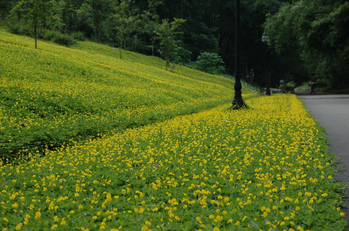 蔓花生Arachis duranensis