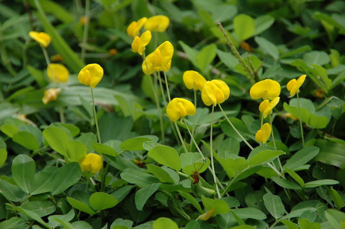 蔓花生Arachis duranensis