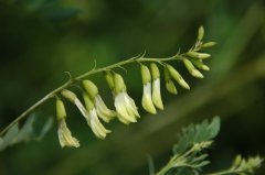 黄芪Astragalus penduliflorus subsp. mongholicus var. dahuric