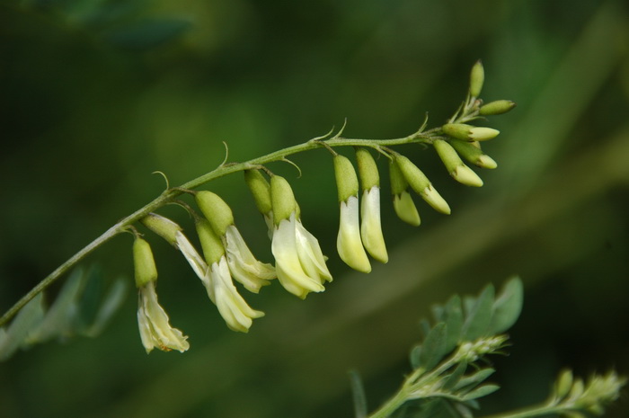 黄芪Astragalus penduliflorus subsp. mongholicus var. dahuric 黄芪Astragalus penduliflorus subsp. mongholicus var. dahuric