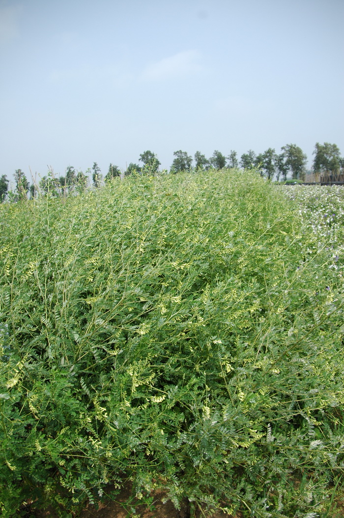 黄芪Astragalus penduliflorus subsp. mongholicus var. dahuric