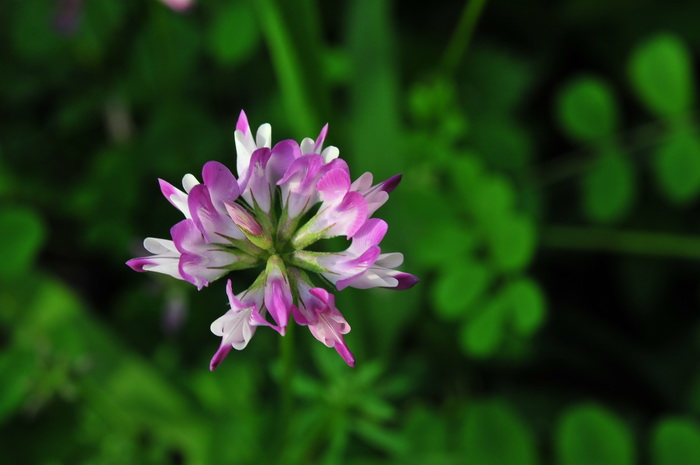 紫云英Astragalus sinicus