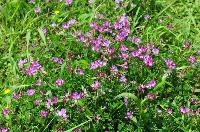 紫云英Astragalus sinicus
