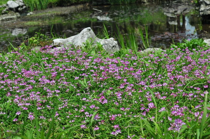 紫云英Astragalus sinicus