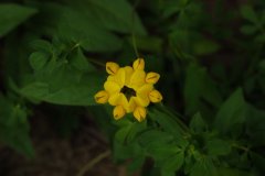 百脉根Lotus corniculatus