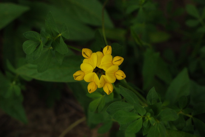 百脉根Lotus corniculatus