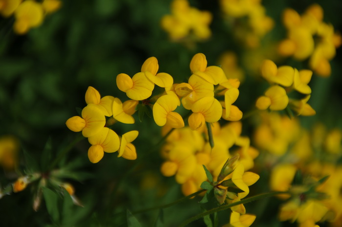 百脉根Lotus corniculatus 百脉根Lotus corniculatus