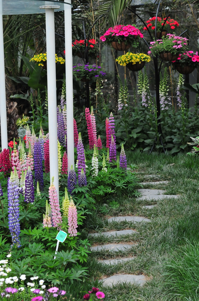 多叶羽扇豆Lupinus polyphyllus 多叶羽扇豆Lupinus polyphyllus