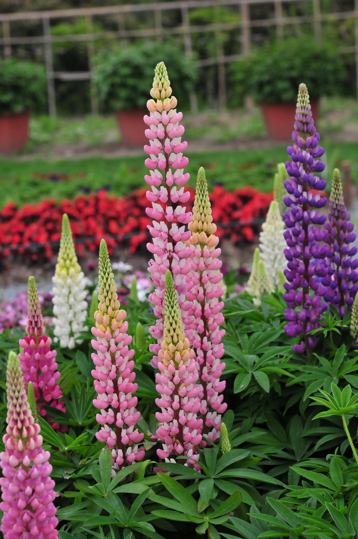 多叶羽扇豆Lupinus polyphyllus 多叶羽扇豆Lupinus polyphyllus